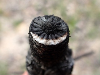 PB291824a.jpg